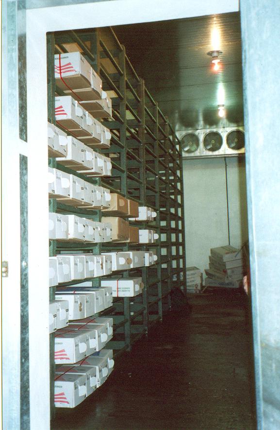 estantería de cuarto frio estante congelación estanterías dentro del frigorífico estanterías para cuartos fríos de conservación flores alimentos estanterías plásticas antiderrames estantes 0009 estantería de cuarto frio estante congelación estanterías dentro del frigorífico estanterías para cuartos fríos de conservación estantería de cuarto frio estante congelación estanterías dentro del frigorífico estanterías para cuartos fríos de conservación flores alimentos estanterías plásticas antiderrames estantes 0009 flores alimentos estanterías plásticas antiderrames estantes 0009